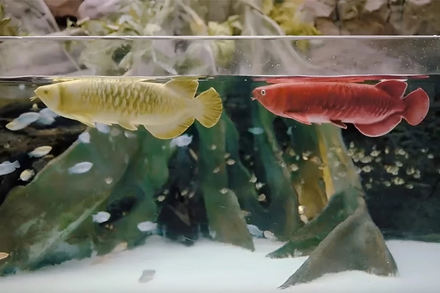 Китайская организация представила роборыбу-аровану, которую можно держать в аквариуме