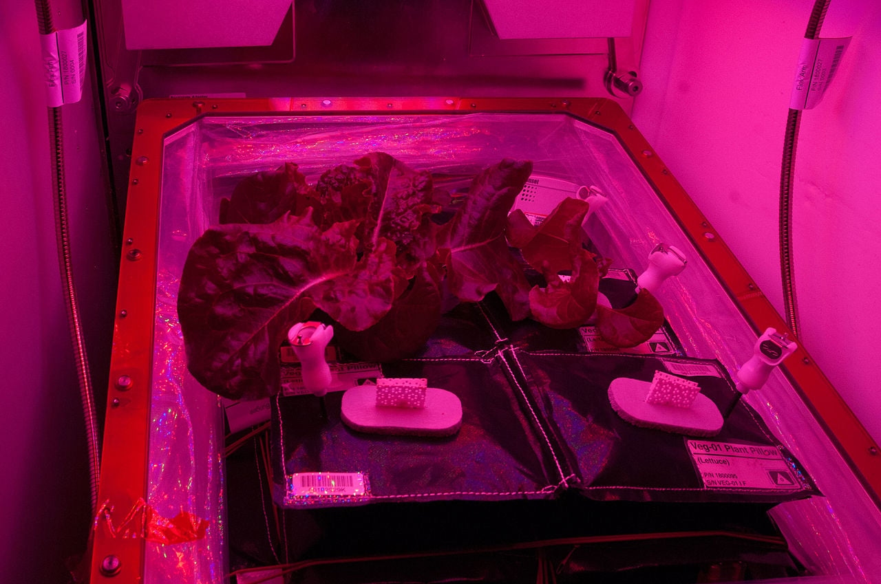 Специалисты объяснили, почему астронавтам на Марсе понадобятся не только «космические теплицы»