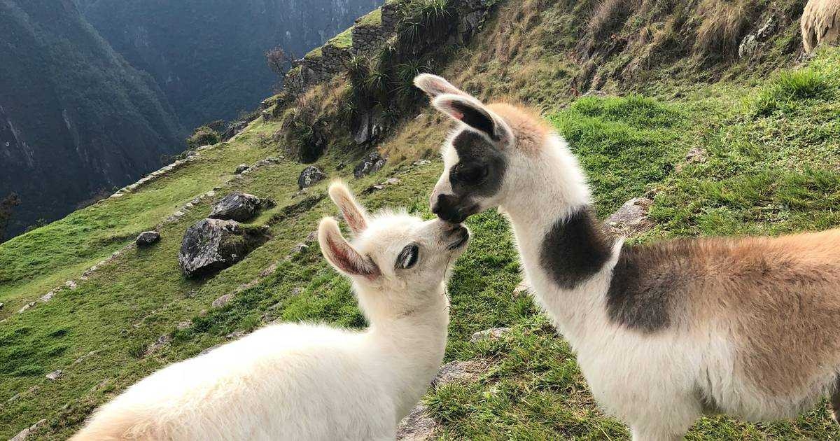 Ollama оказался медленным и небезопасным – лучше брать оригинальный llama.cpp