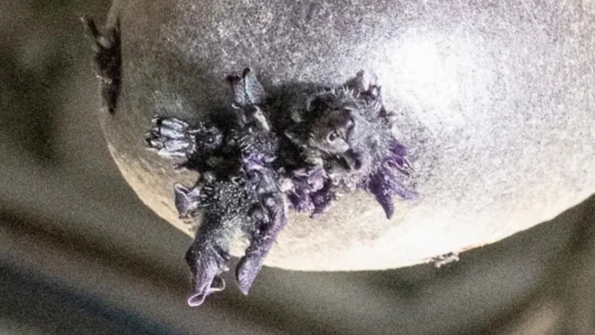 На МКС сфотографировали фиолетовую форму жизни, из которой прорастают «щупальца»