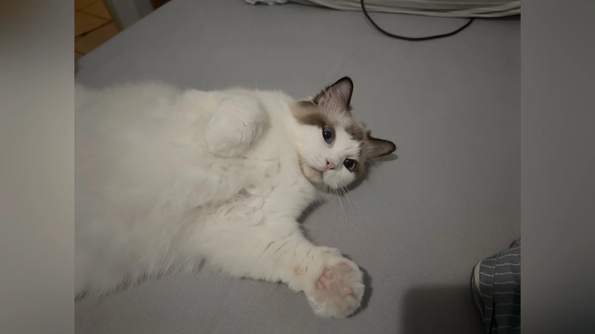 Кошка спасла компьютер и, возможно, квартиру владельца RTX 4090 от возгорания, предупредив хозяина мяуканием