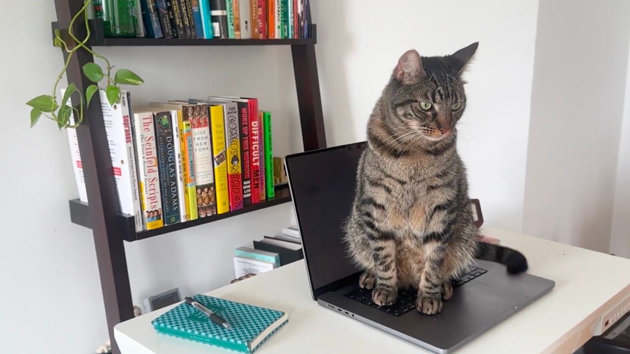 Вышло CatsLock — ещё одно программа для защиты клавиатуры от котов, но уже для macOS